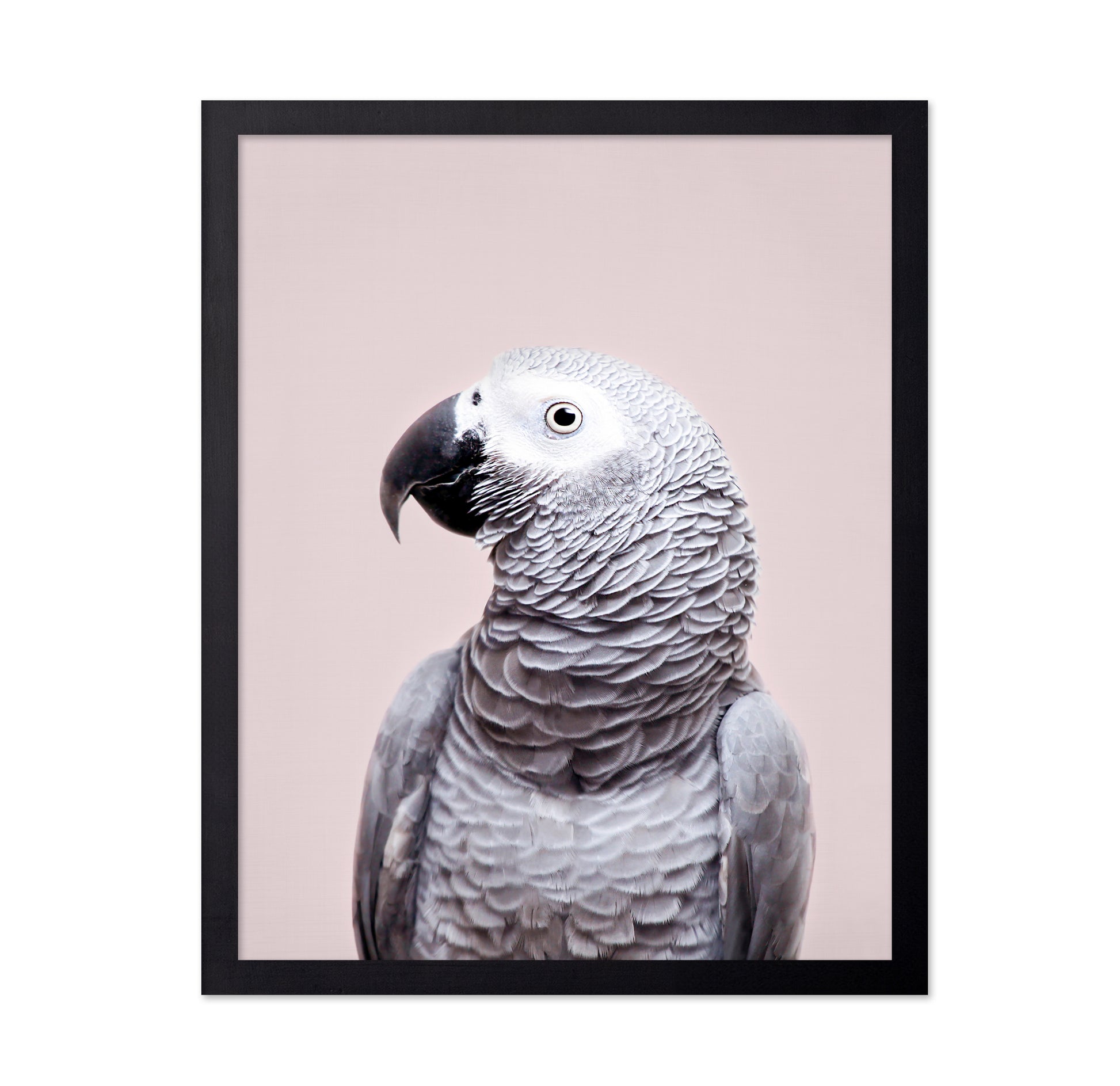 African Grey