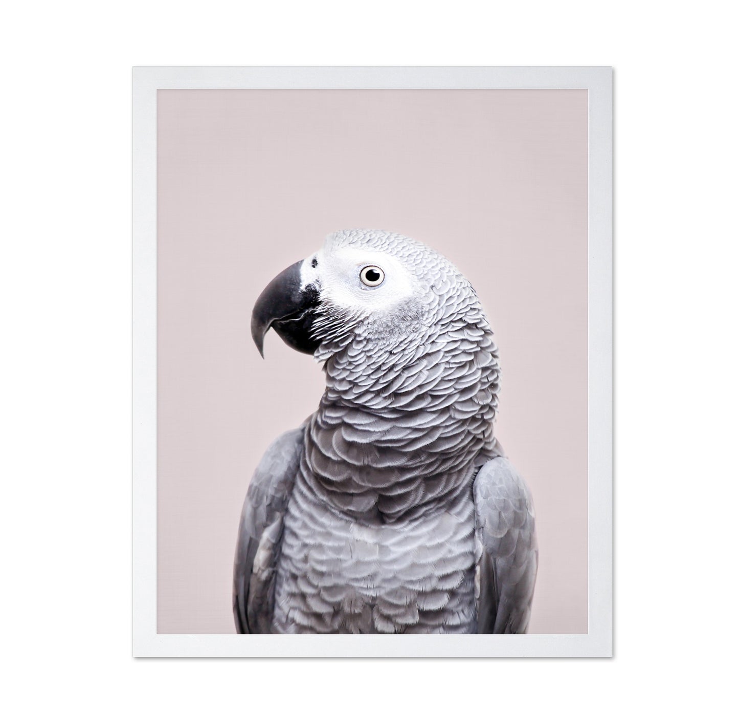 African Grey