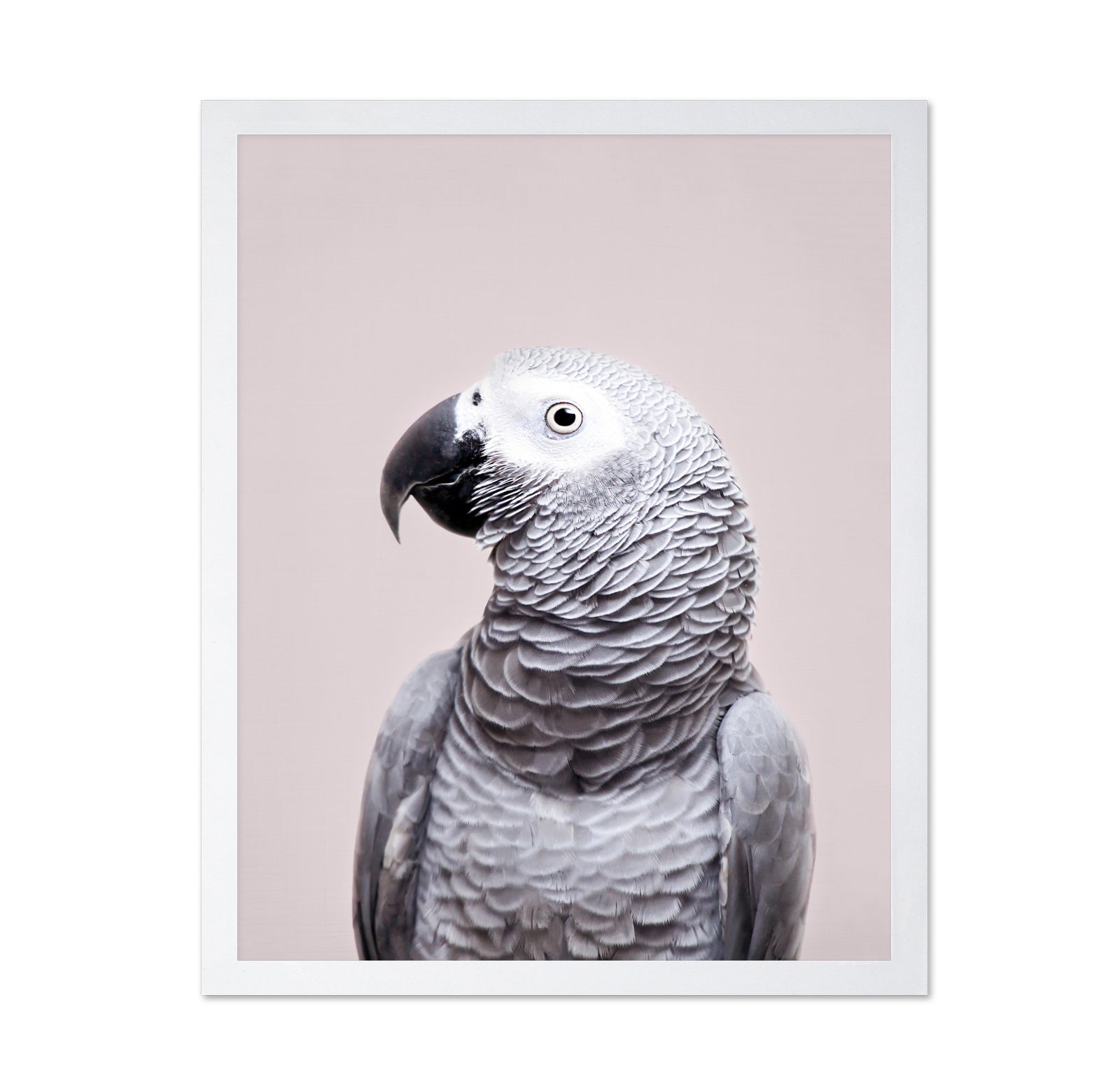 African Grey