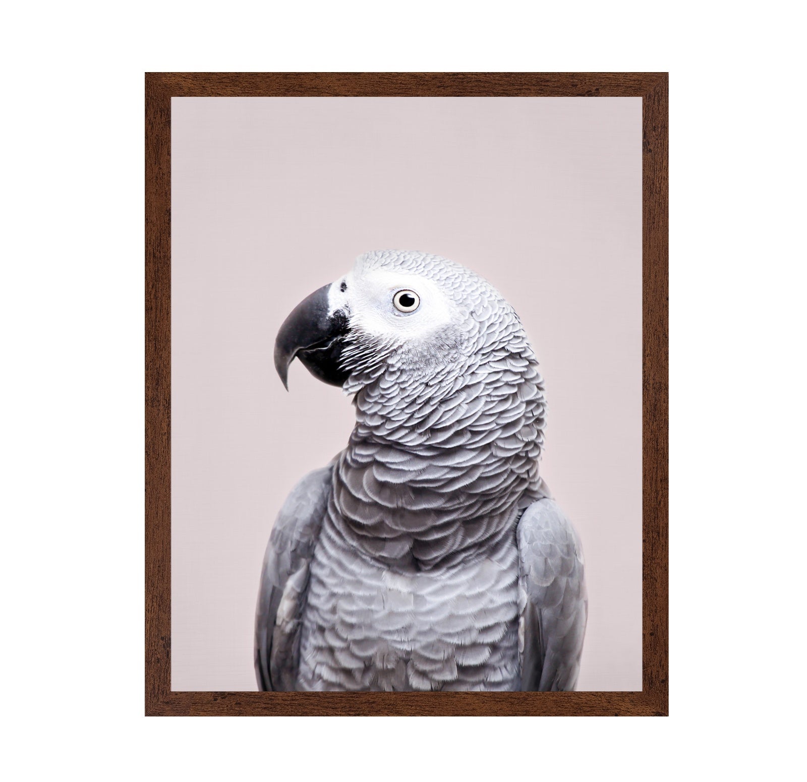 African Grey