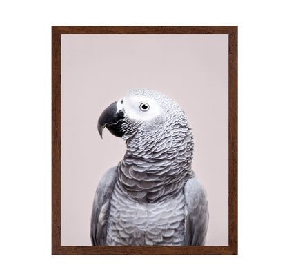 African Grey