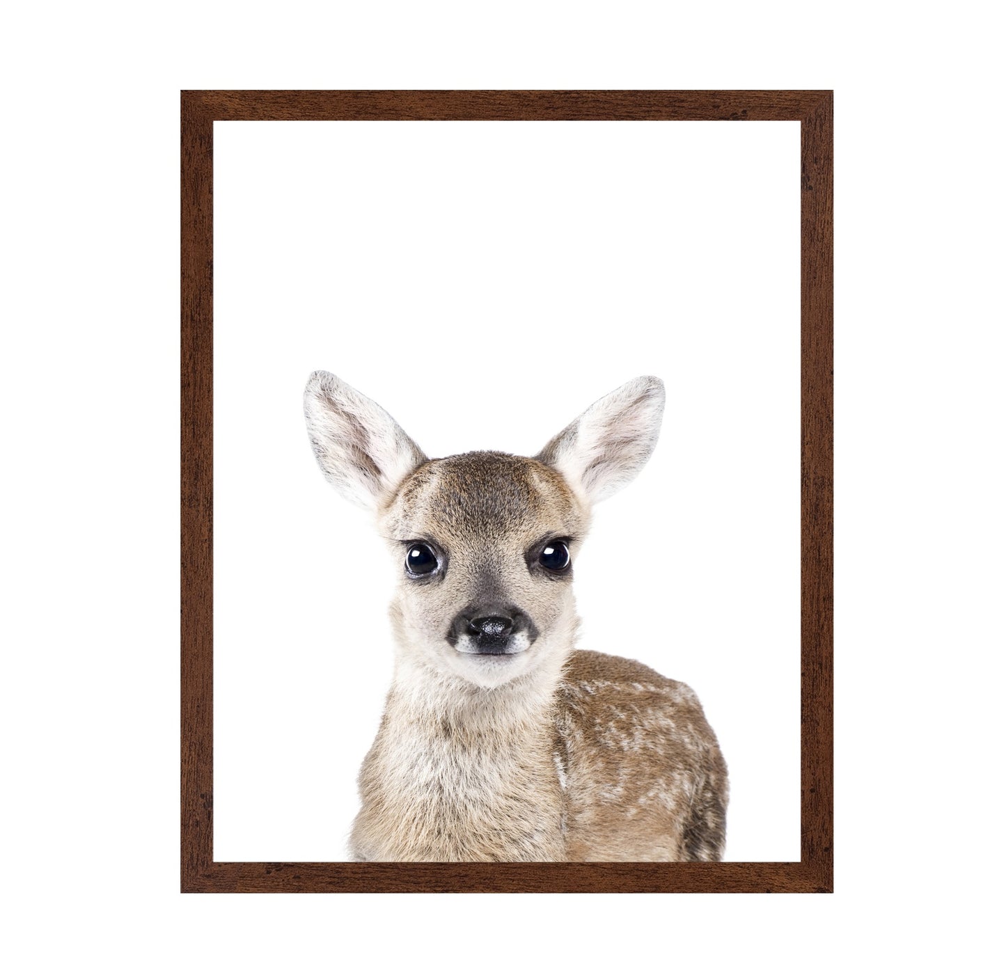 Baby Deer