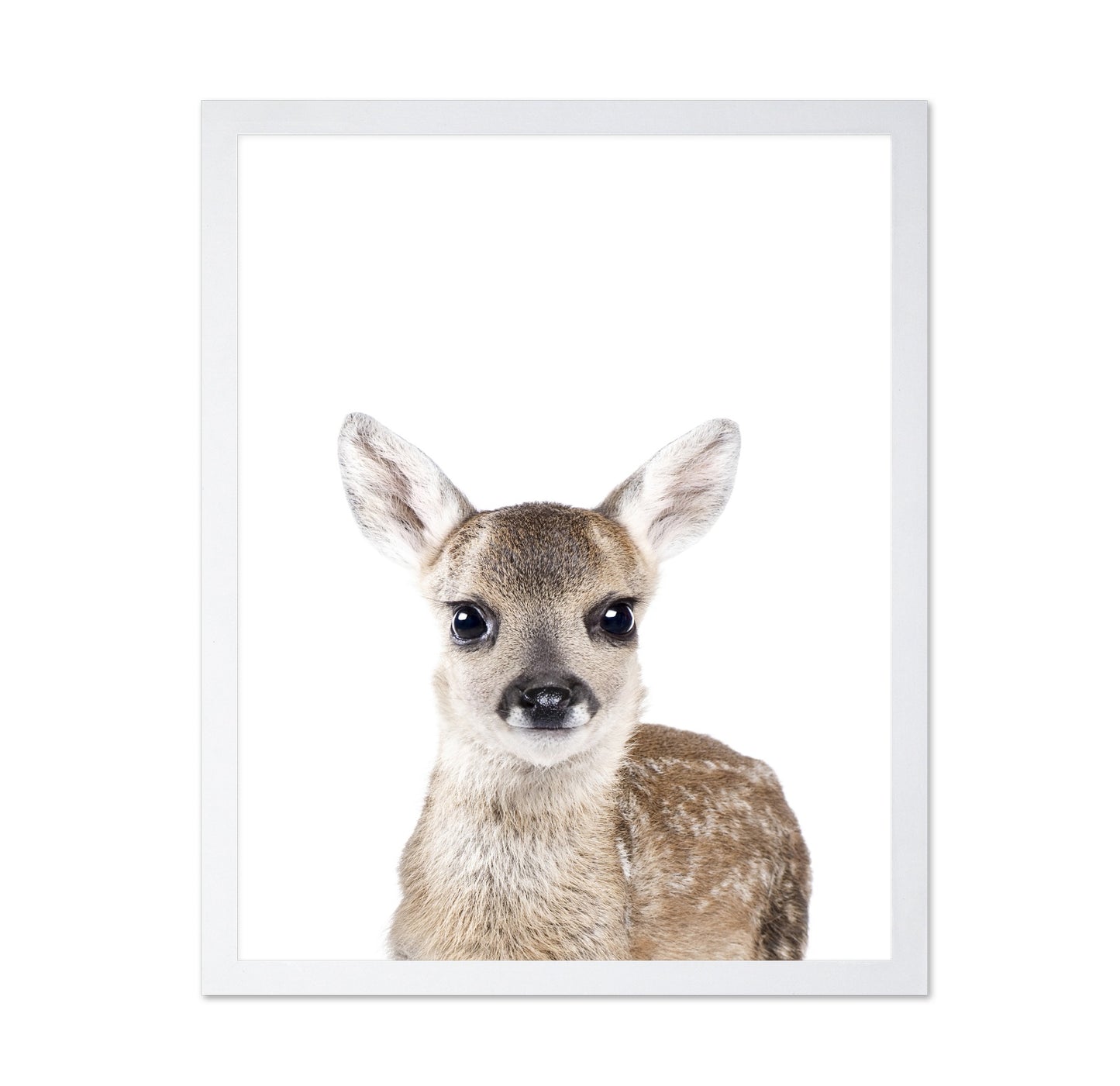Baby Deer