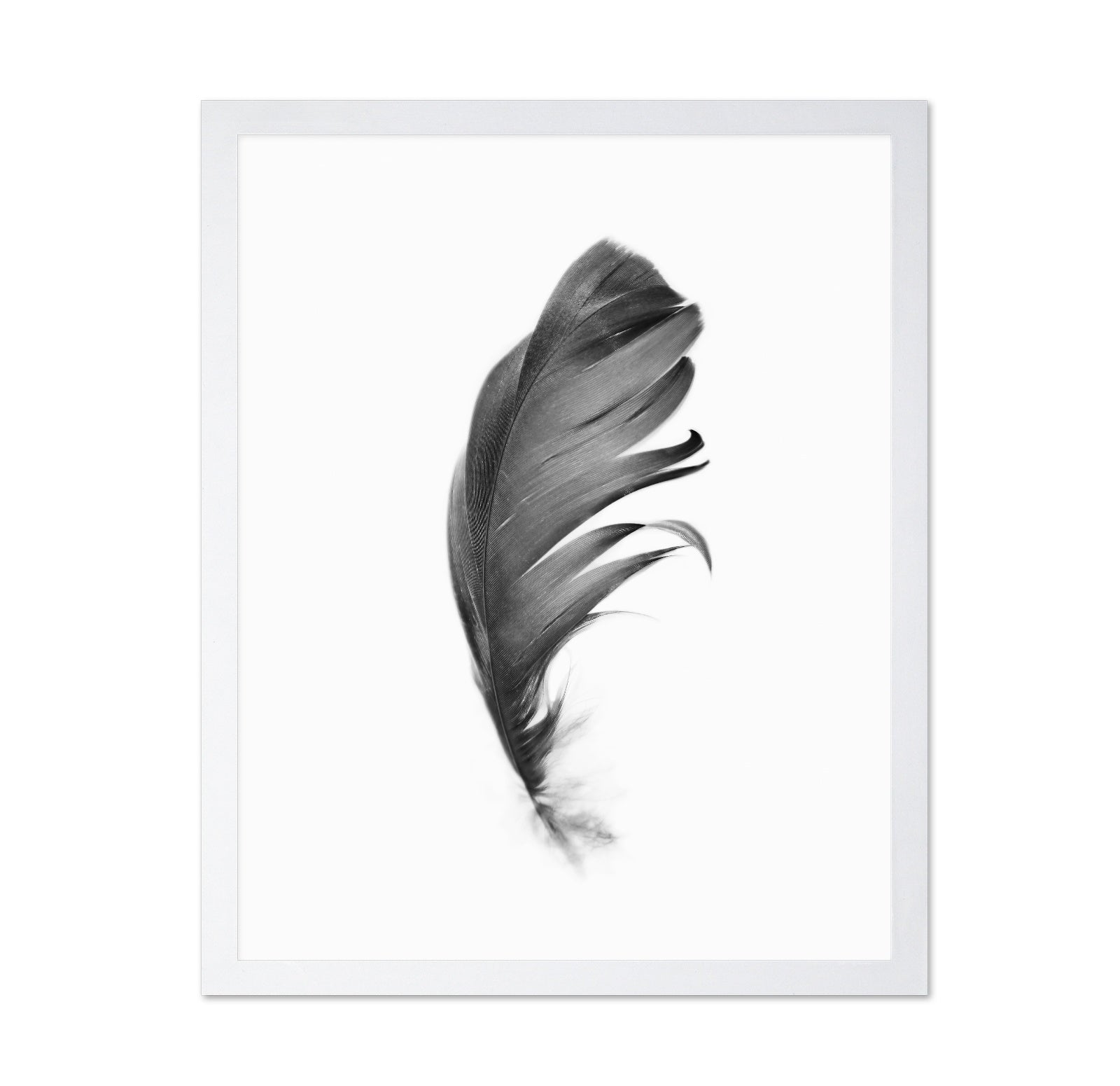 Feather