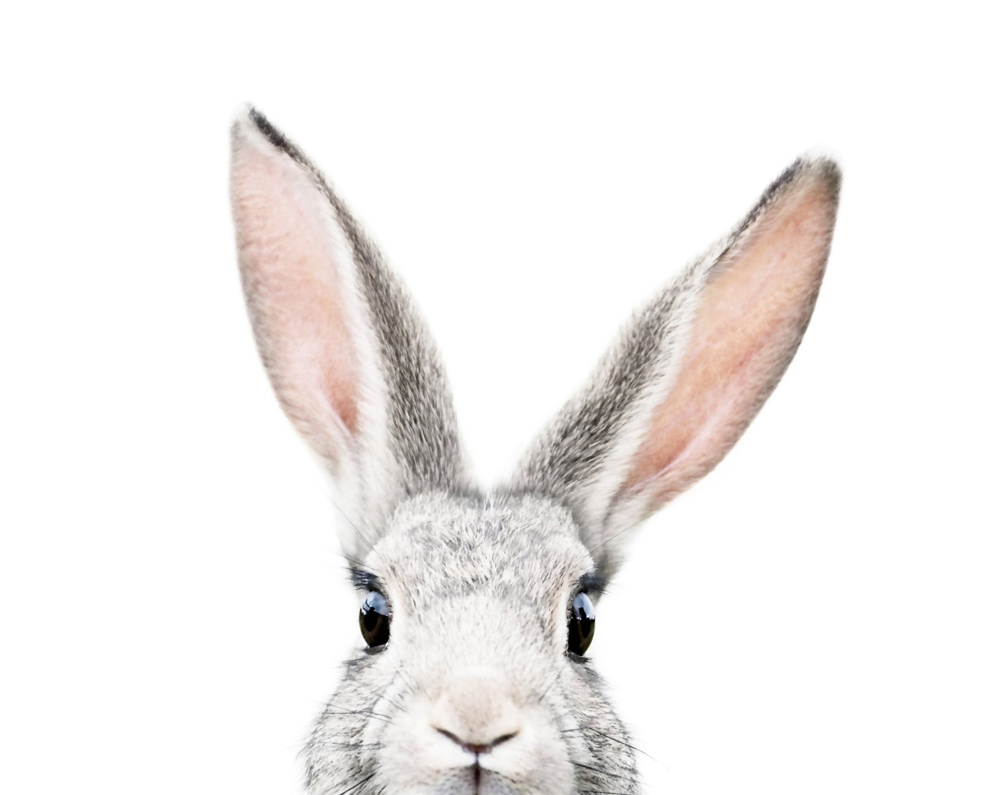 Peeking Bunny