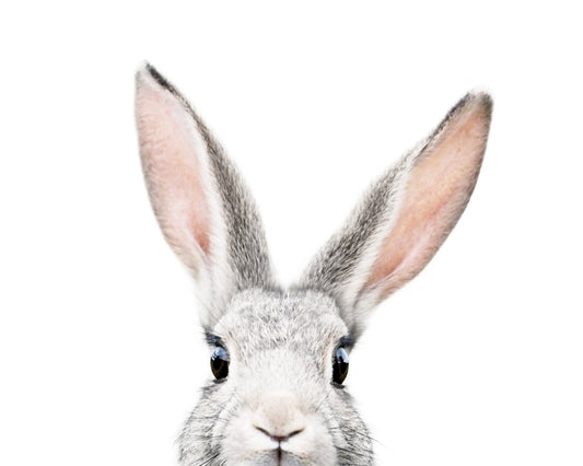 Peeking Bunny