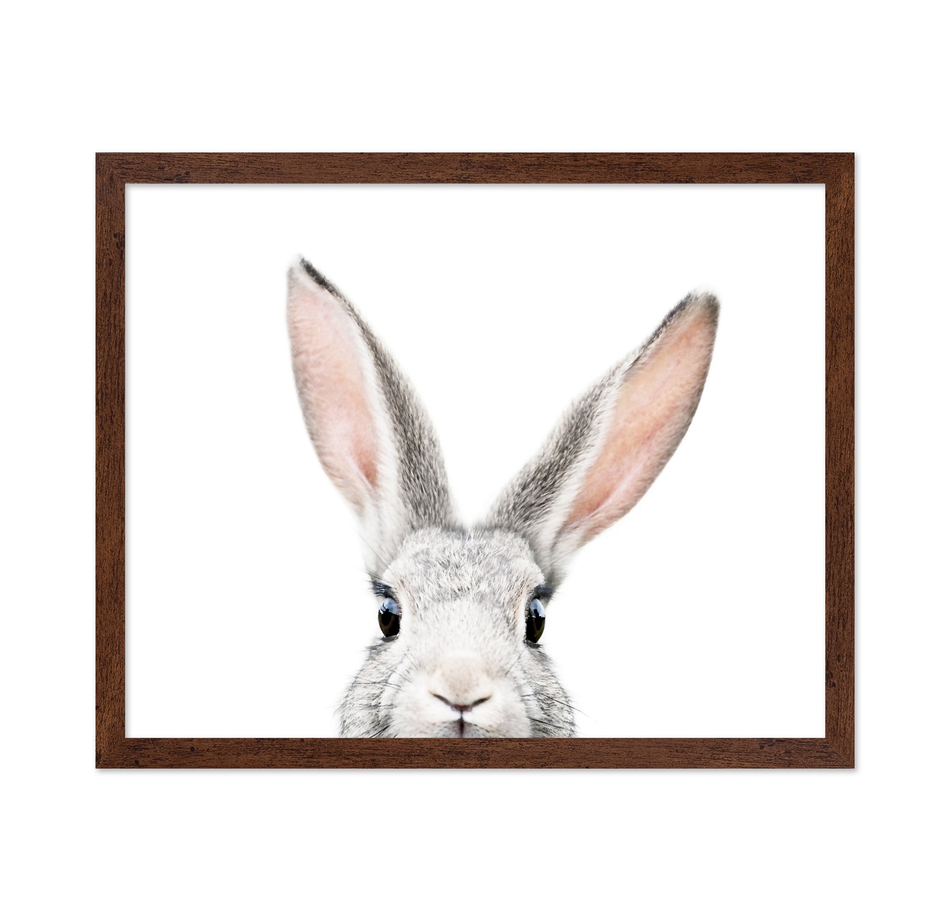 Peeking Bunny