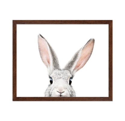 Peeking Bunny