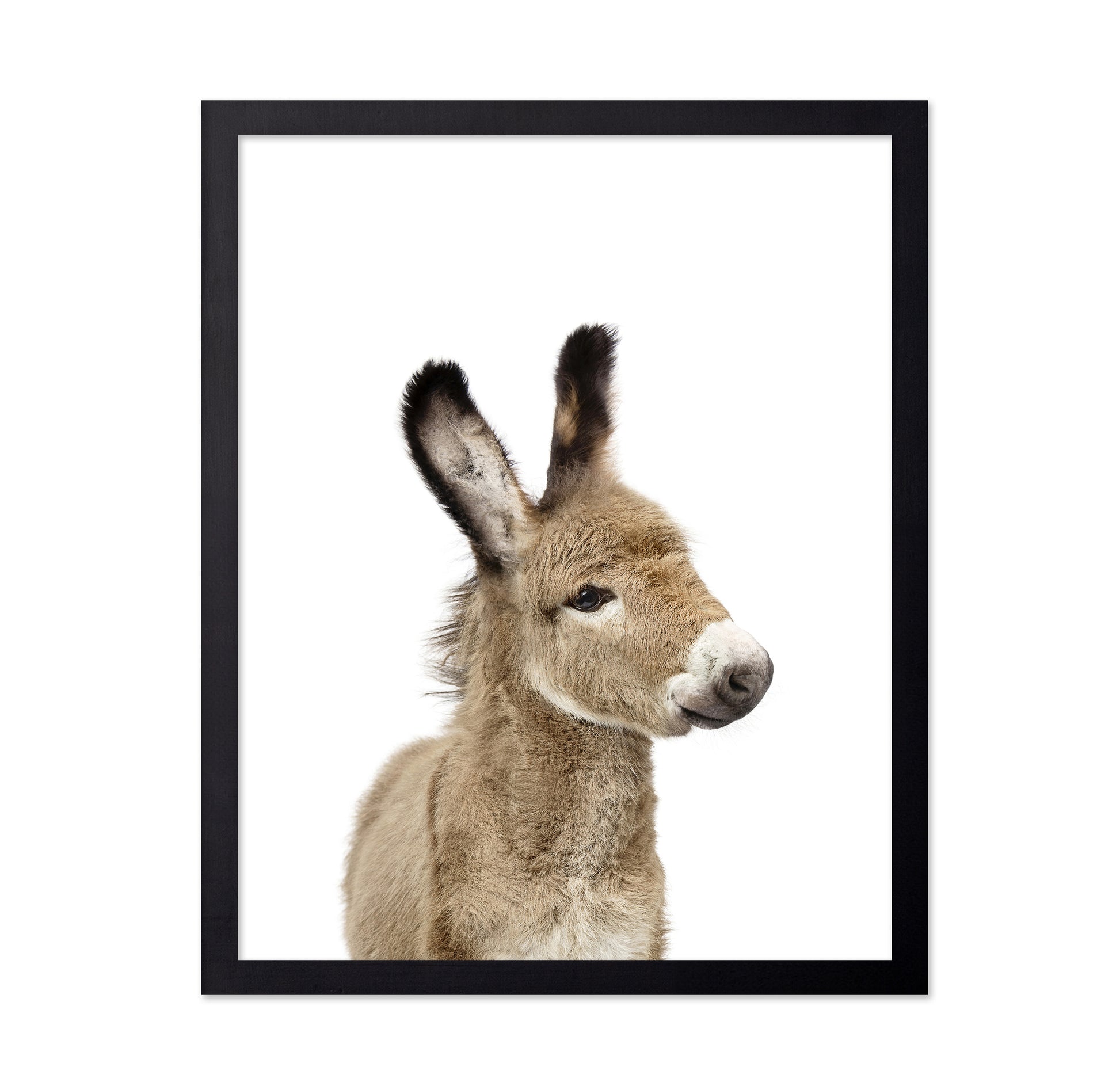 Baby Donkey