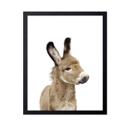 Baby Donkey