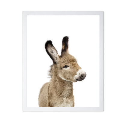 Baby Donkey