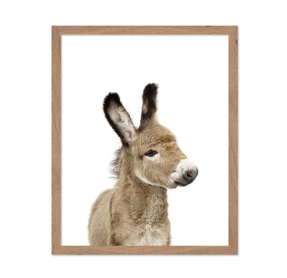 Baby Donkey