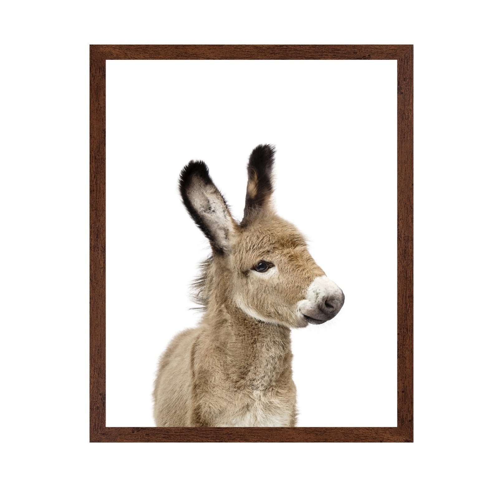 Baby Donkey