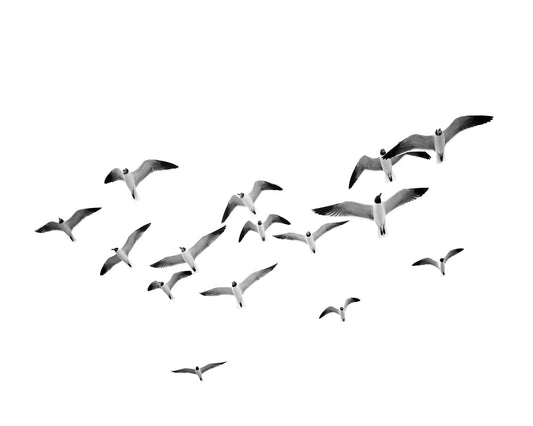 Flying Birds No1