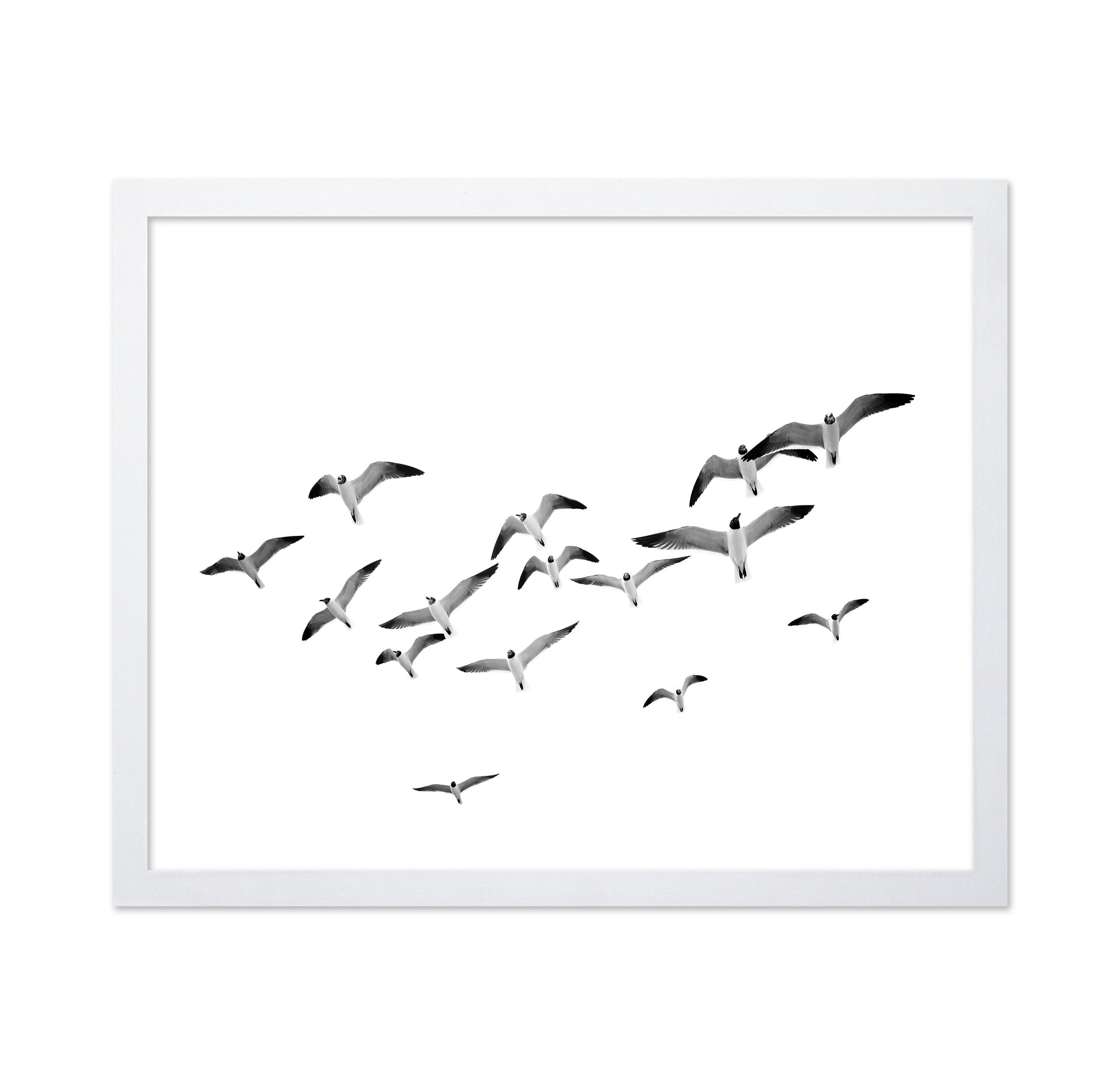 Flying Birds No1