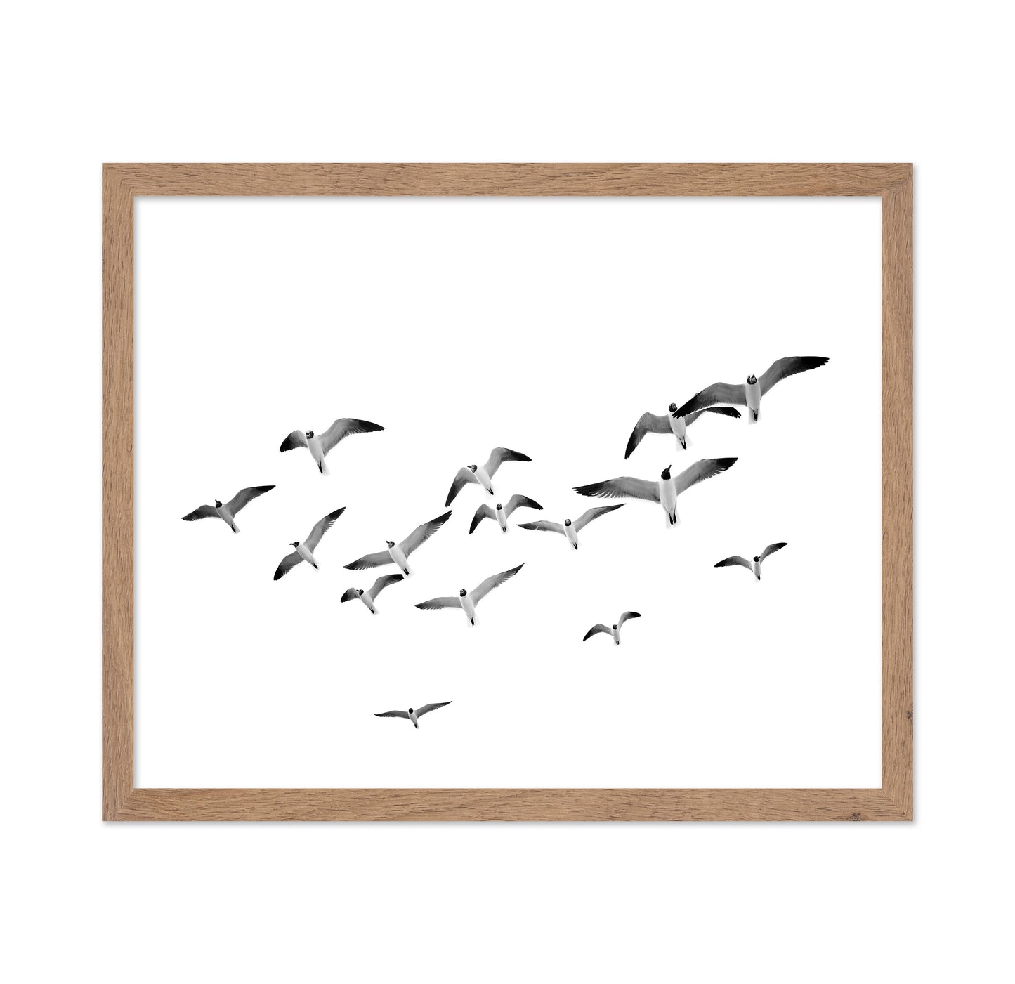 Flying Birds No1