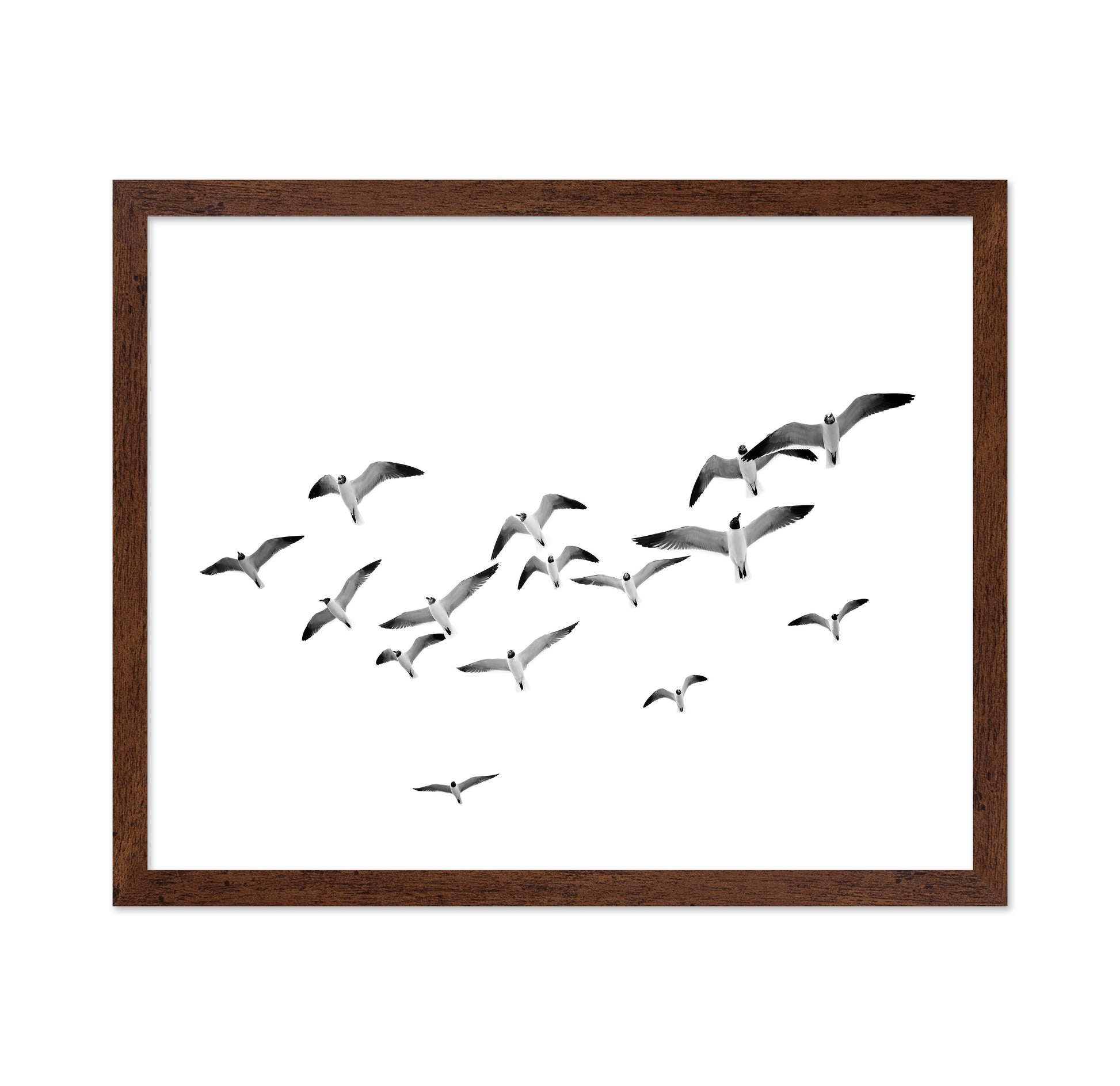 Flying Birds No1