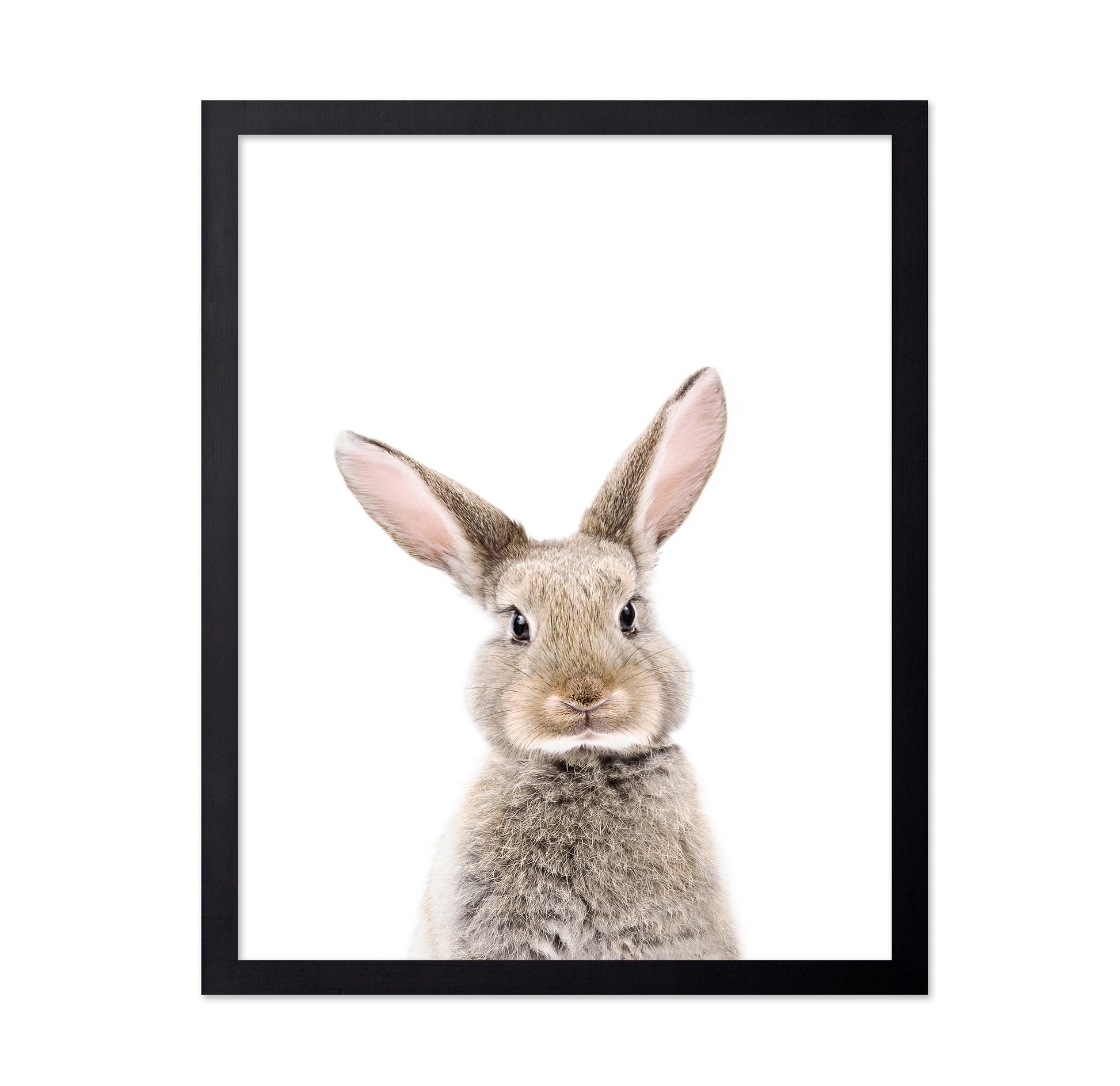 Baby Rabbit