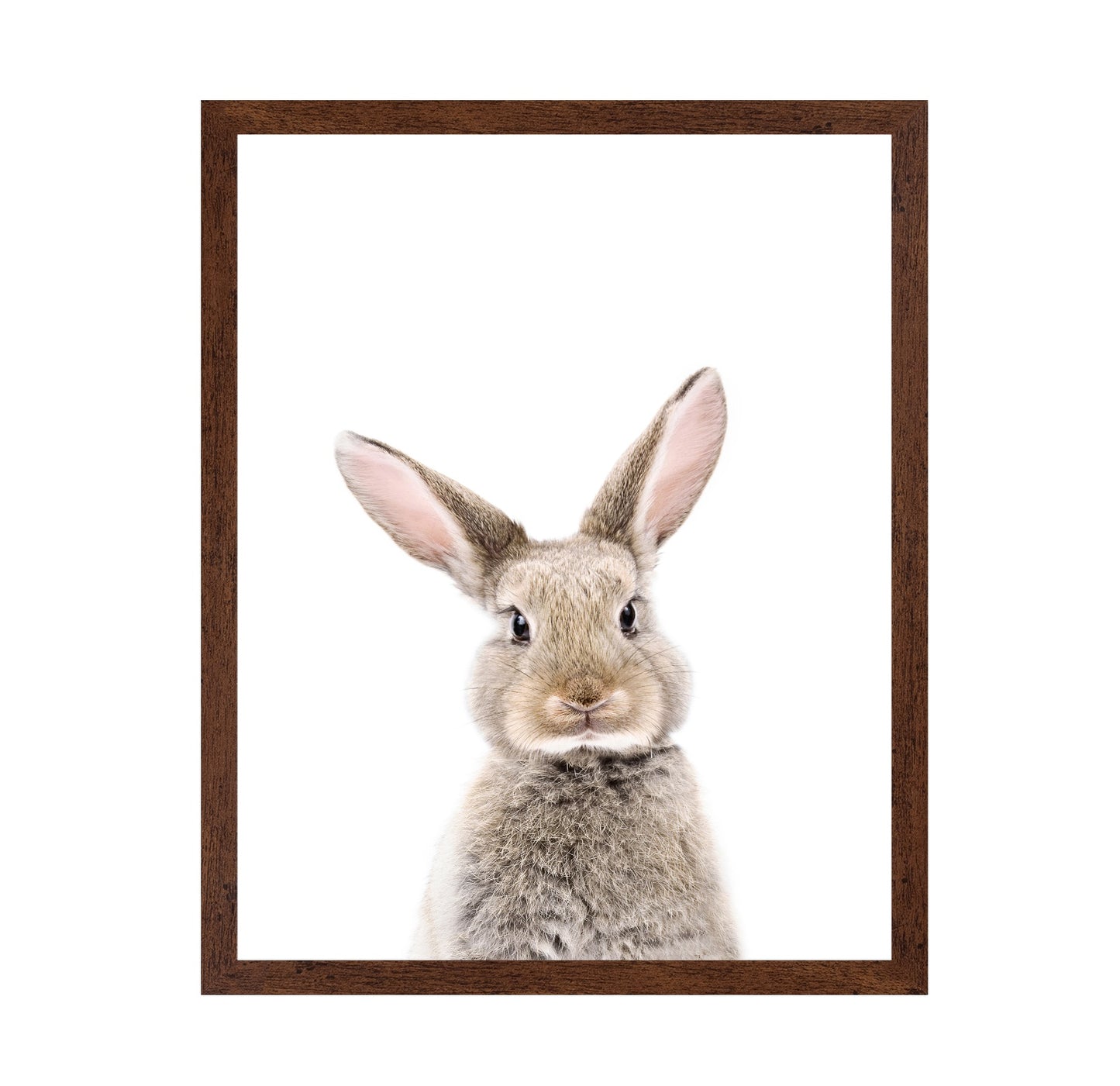 Baby Rabbit