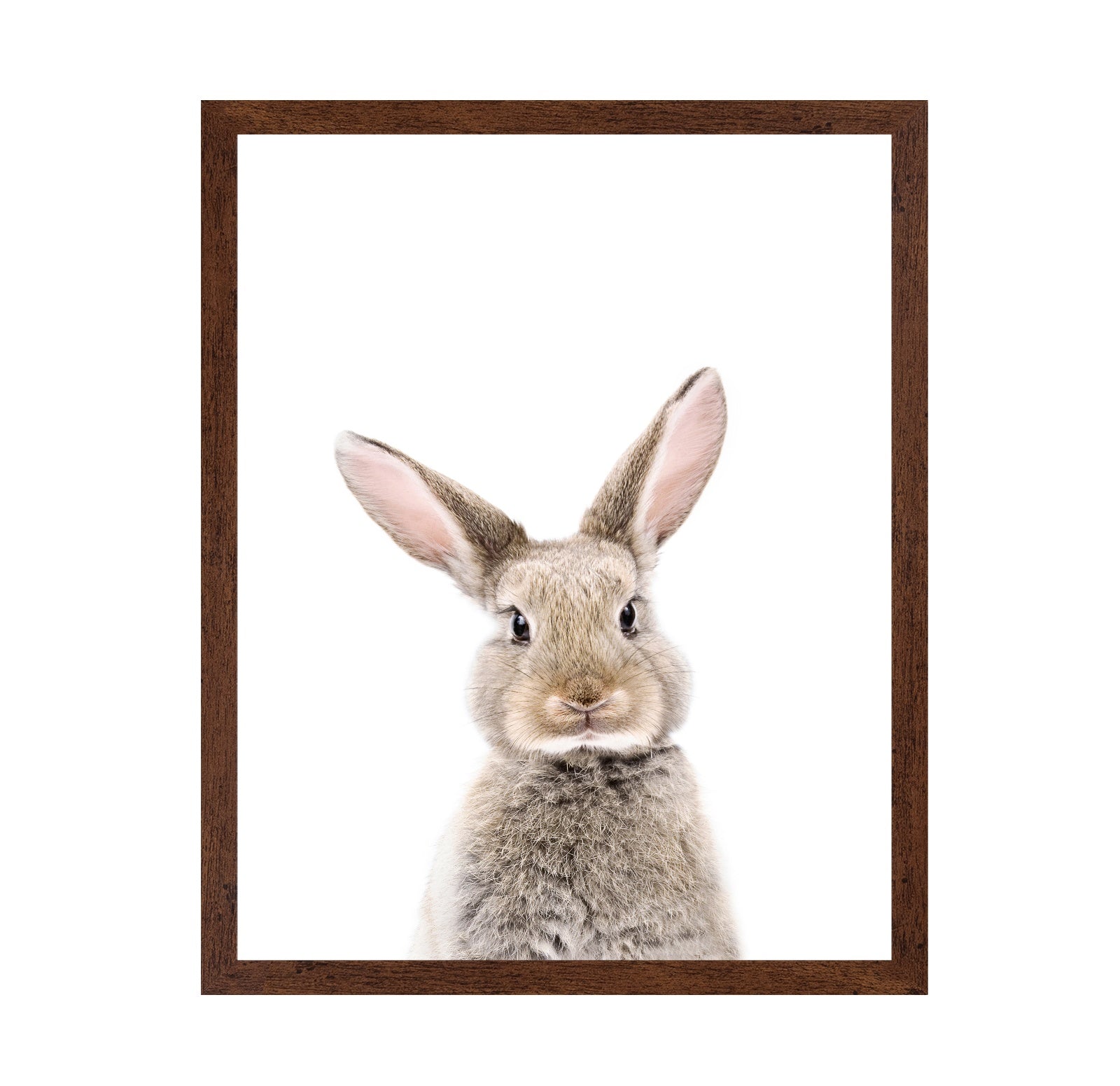 Baby Rabbit
