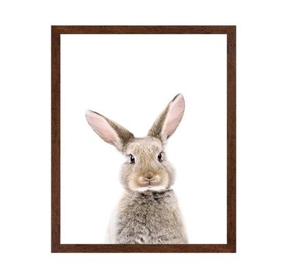 Baby Rabbit