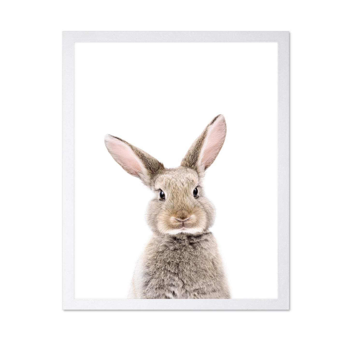Baby Rabbit