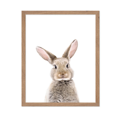 Baby Rabbit