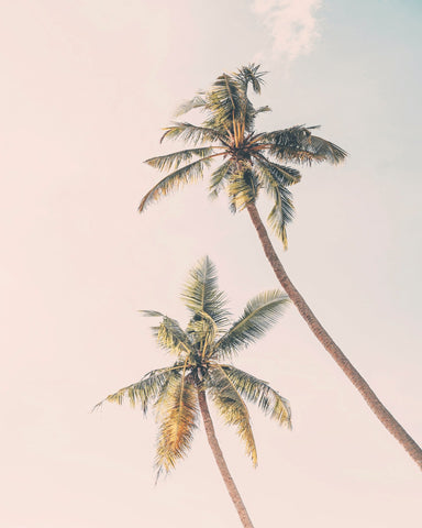 Tropical Palms