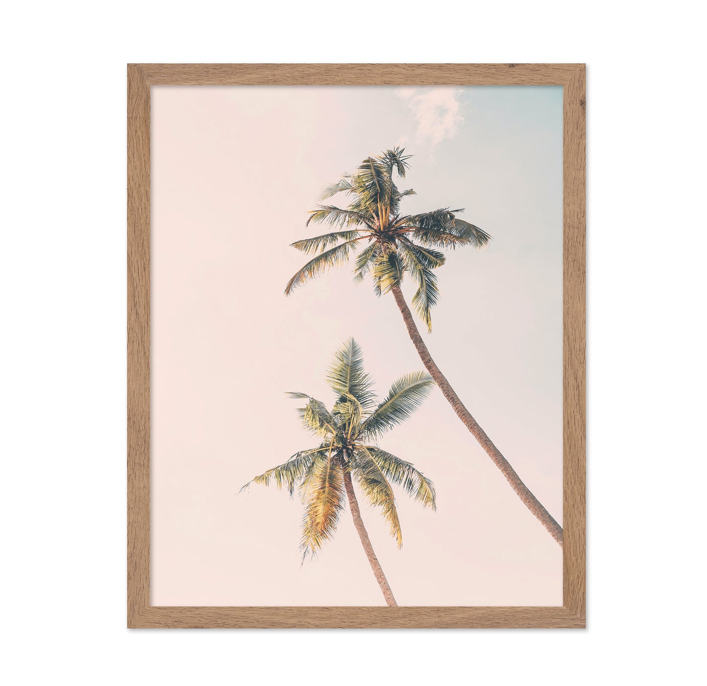 Tropical Palms