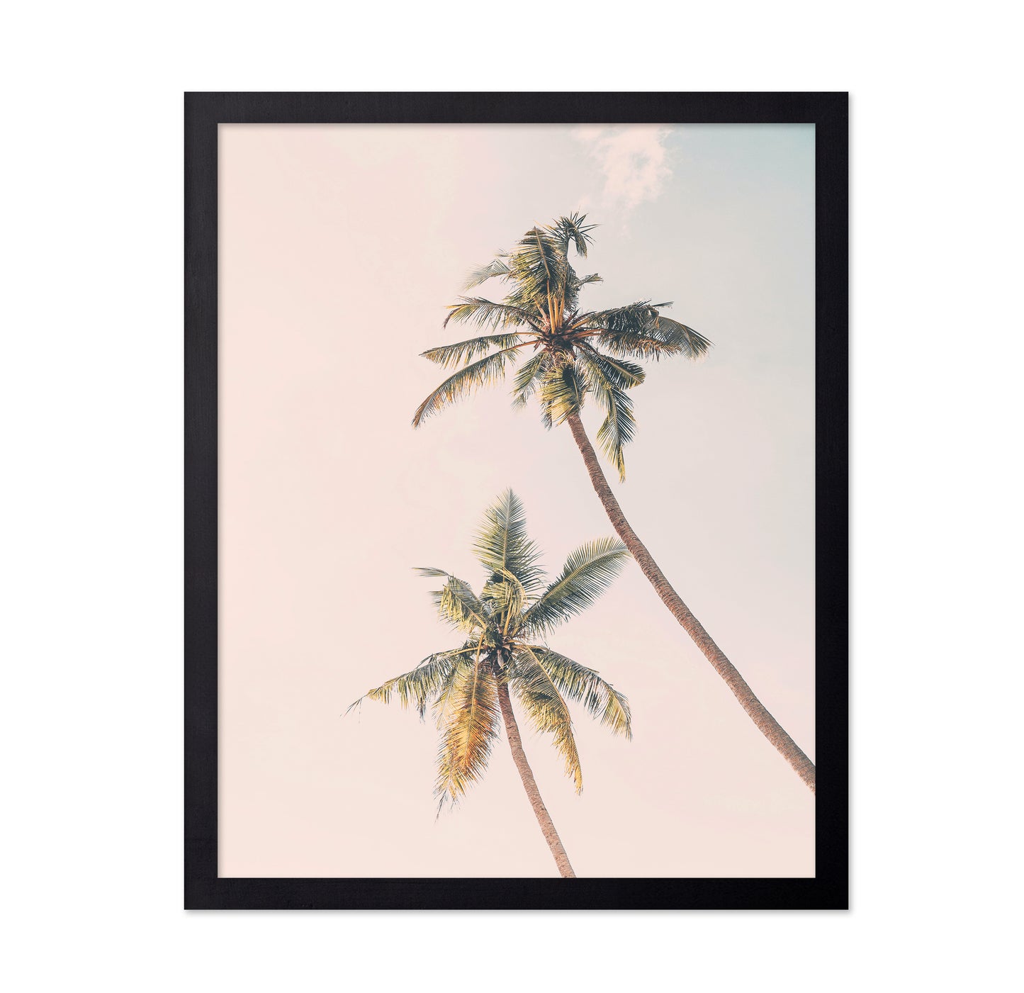 Tropical Palms