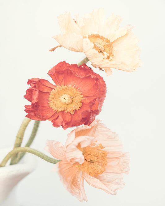 Poppies No 2