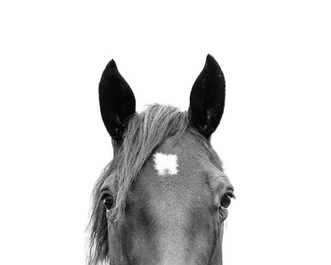 Peeking Horse