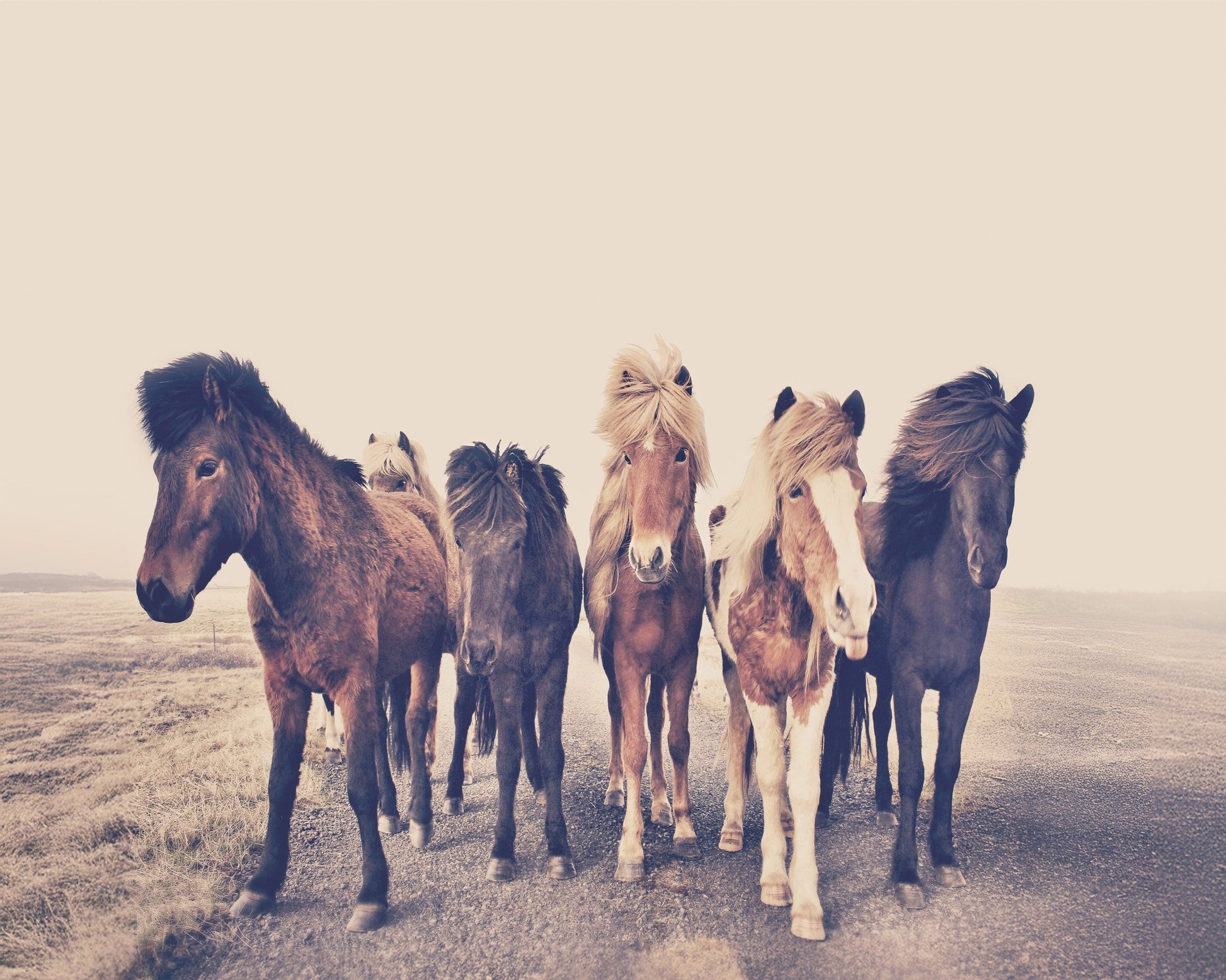 Majestic Herd - A Journey Through Foggy Pastures
