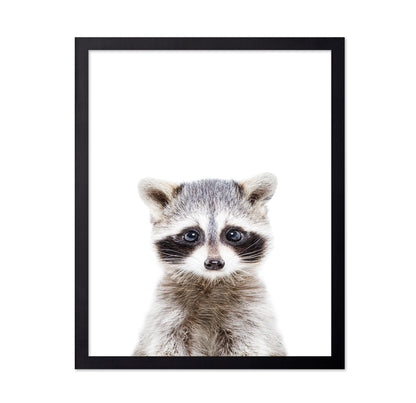 Baby Racoon