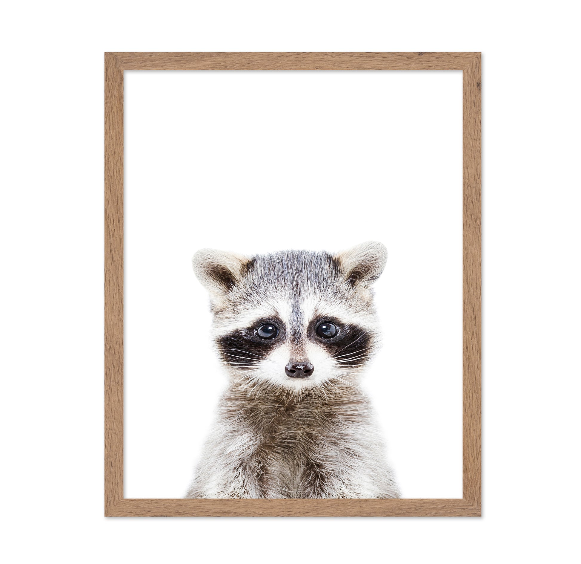 Baby Racoon
