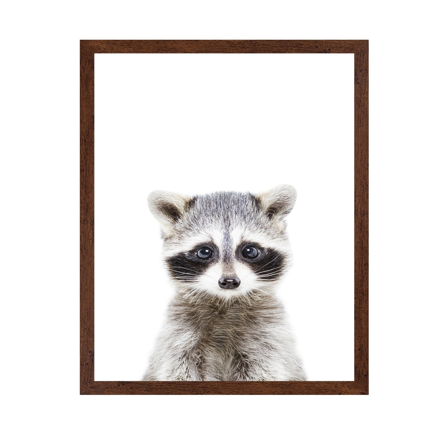 Baby Racoon