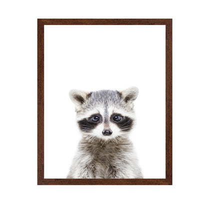 Baby Racoon
