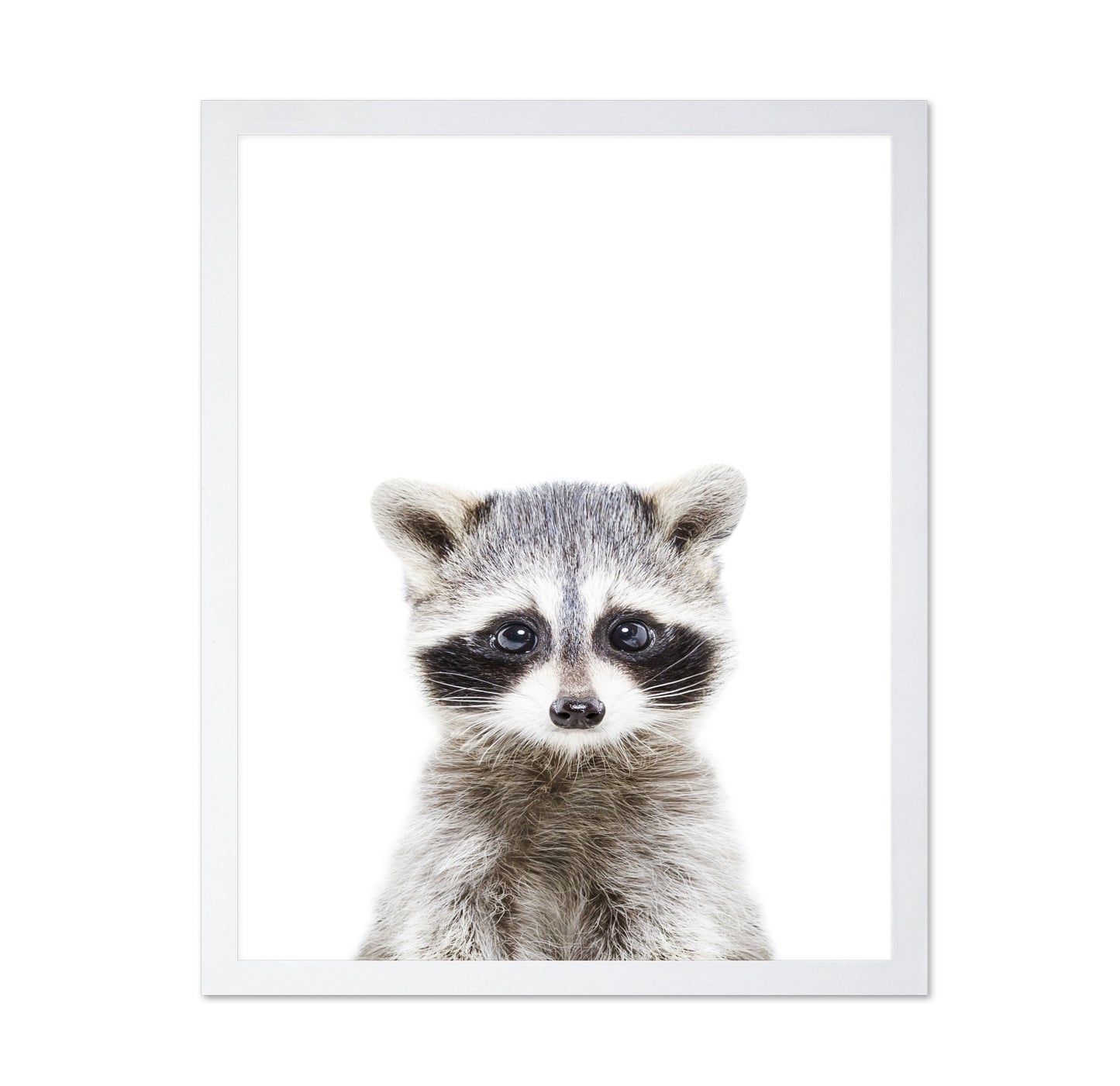 Baby Racoon