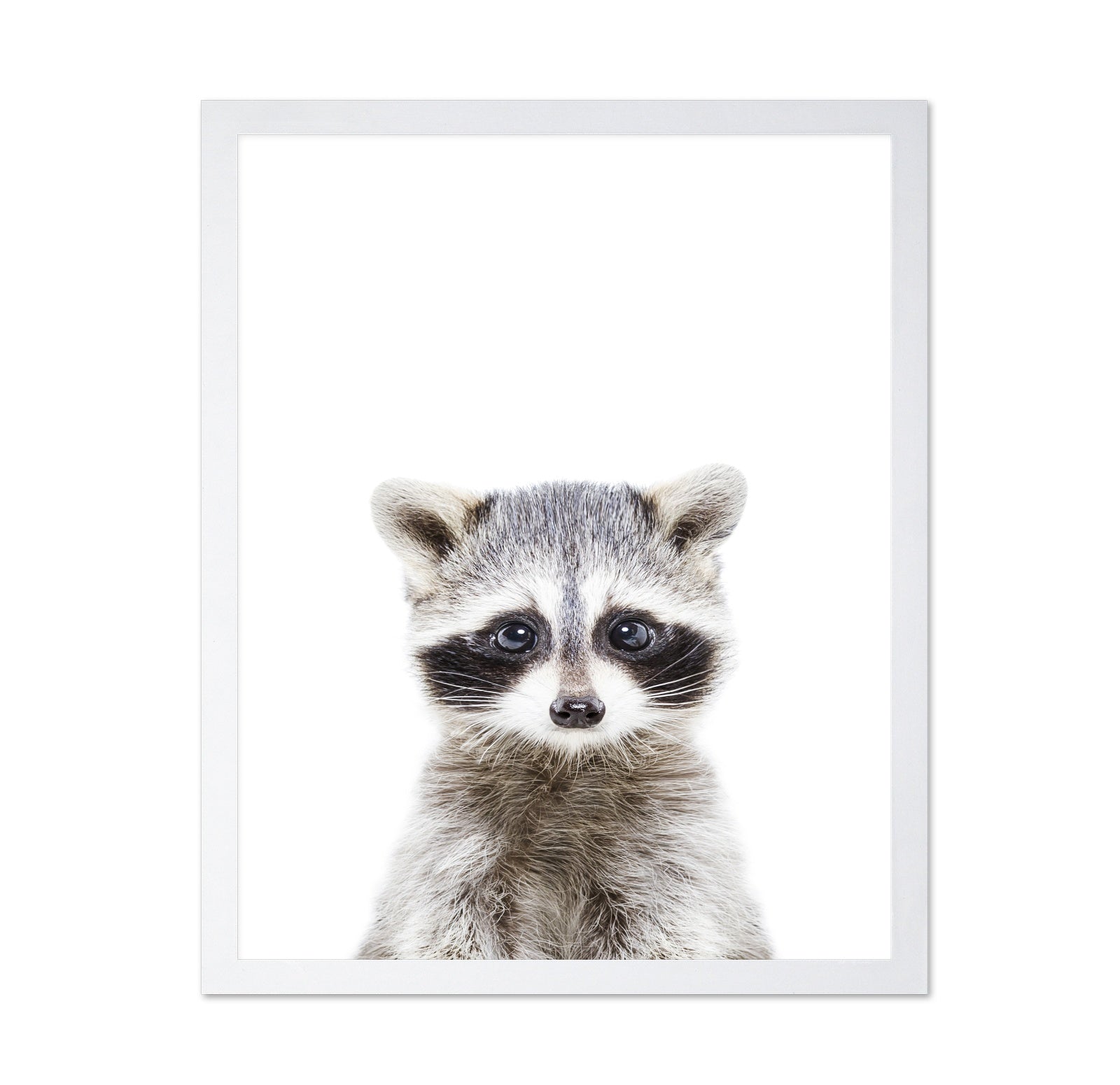 Baby Racoon