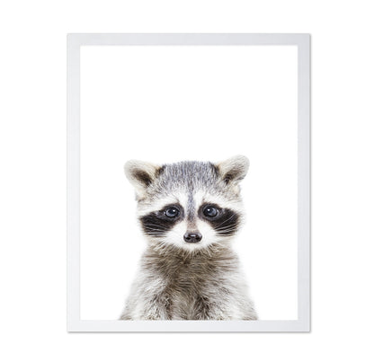 Baby Racoon