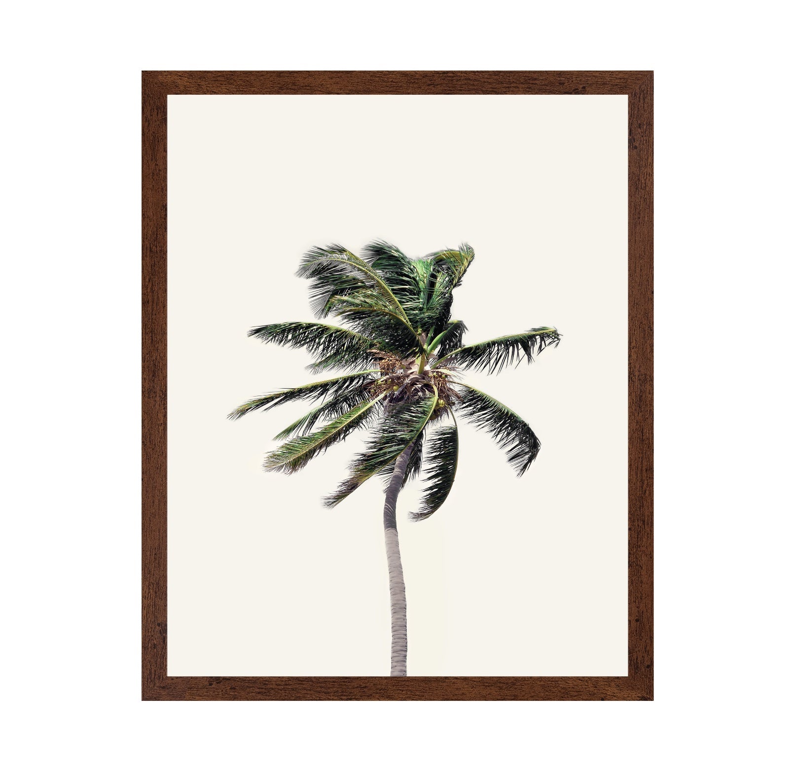 Windy Palm Tree