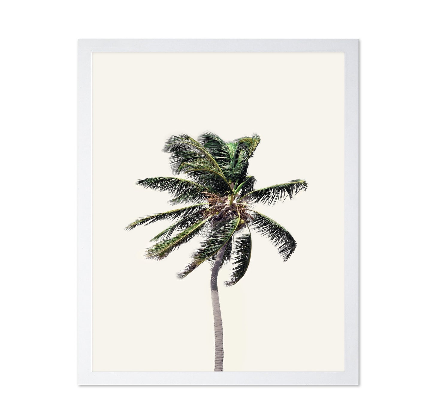 Windy Palm Tree