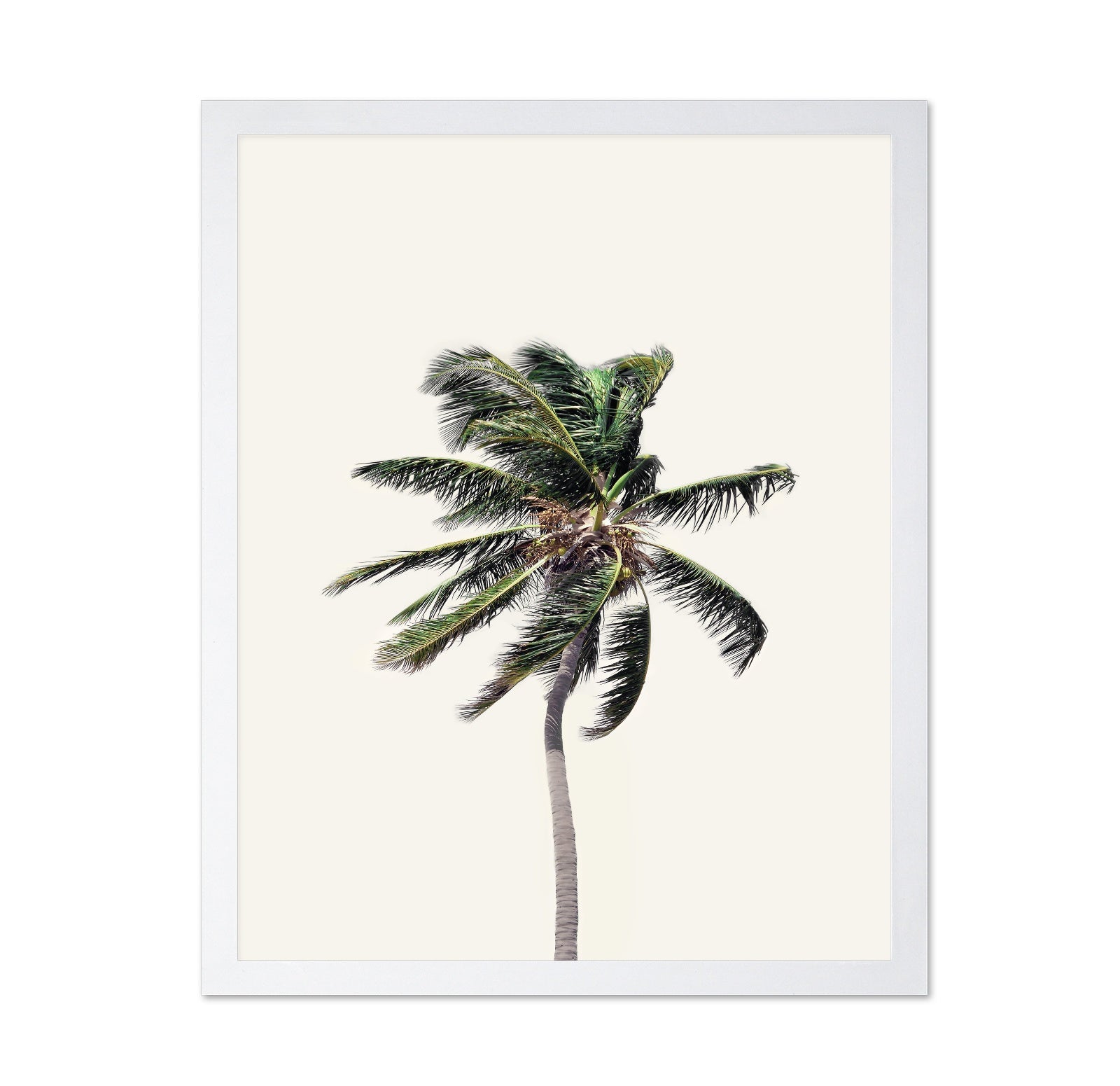 Windy Palm Tree