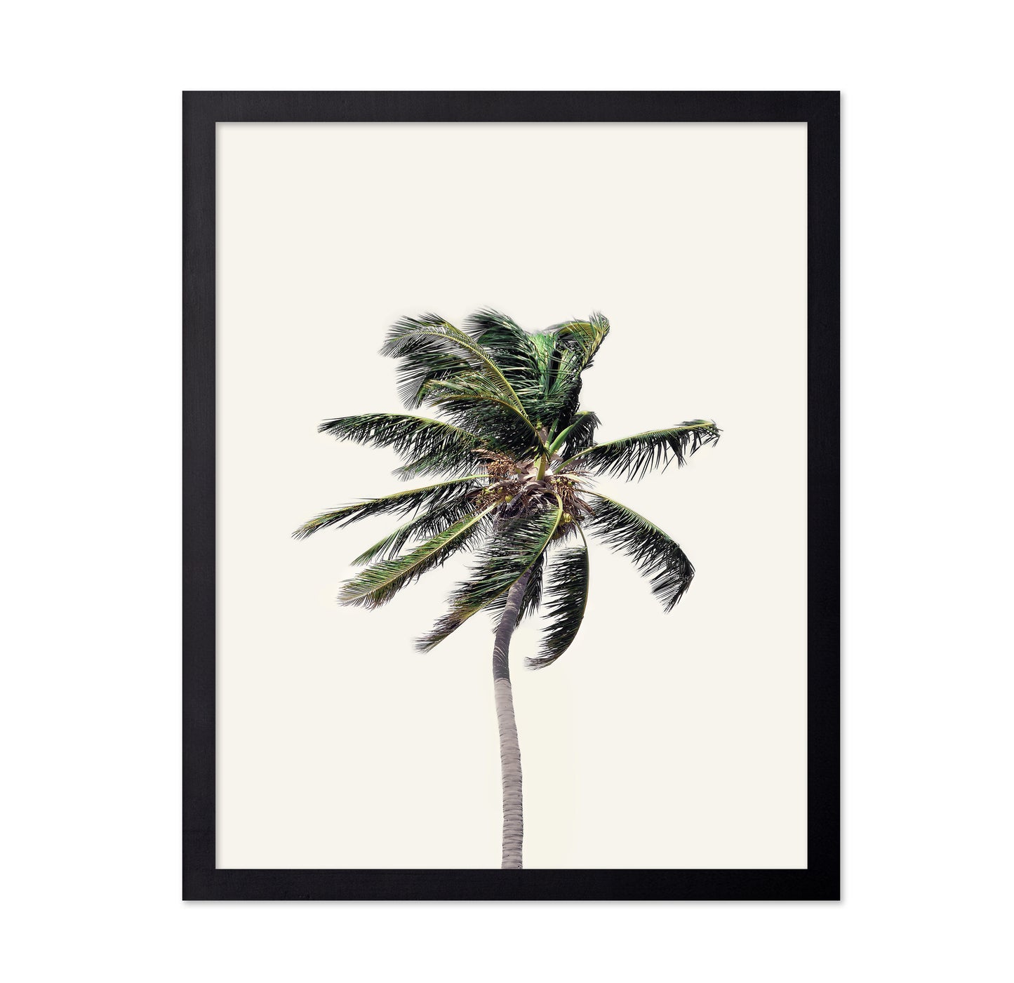 Windy Palm Tree
