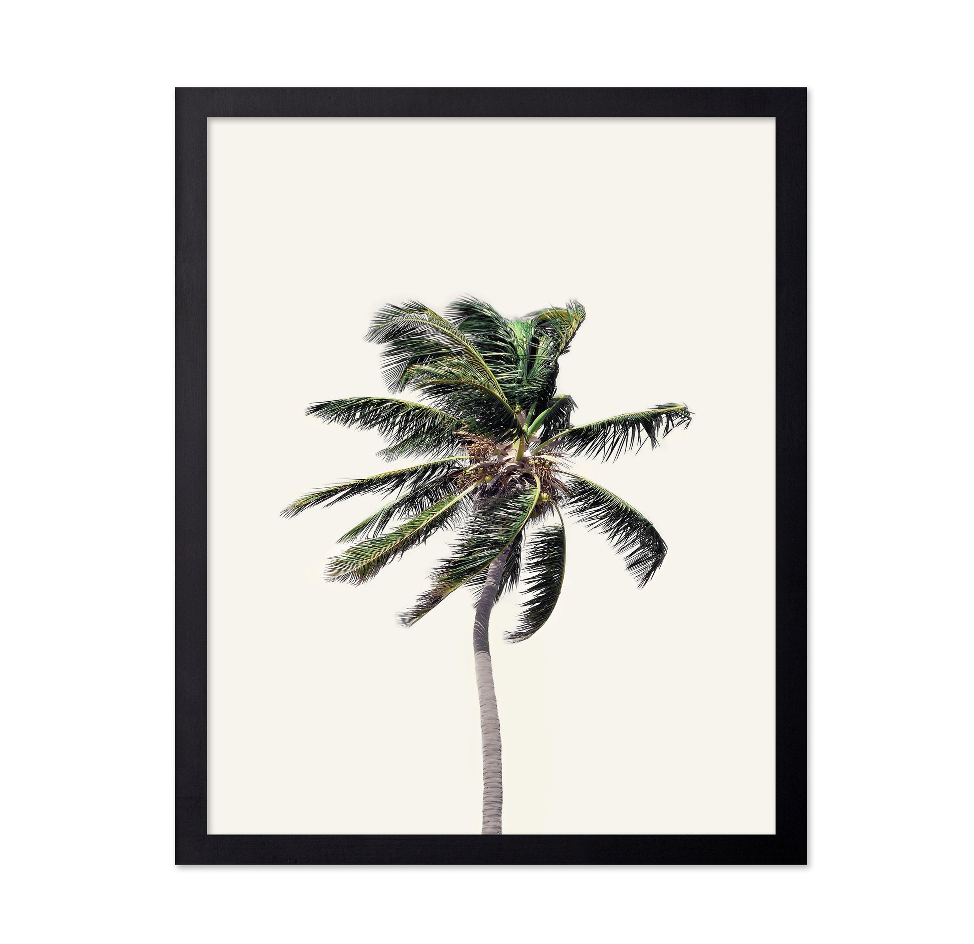 Windy Palm Tree