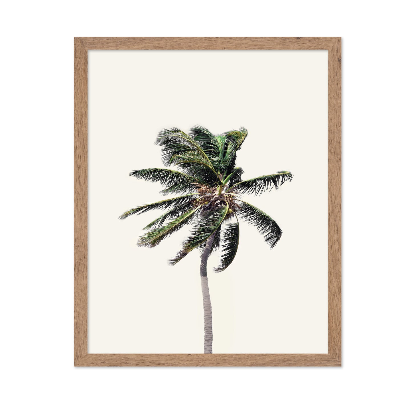 Windy Palm Tree