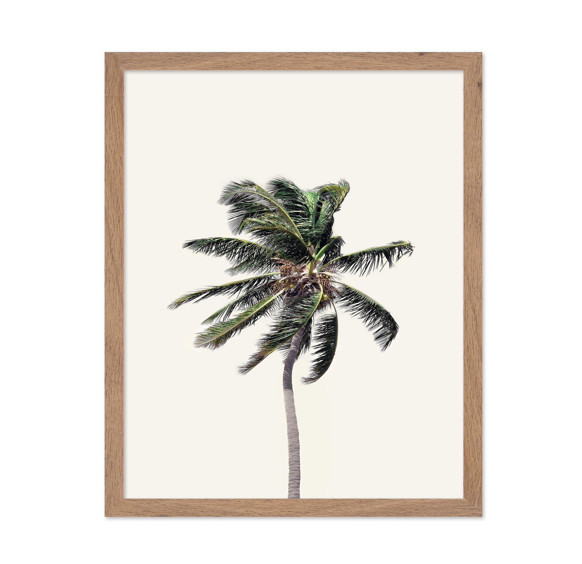 Windy Palm Tree