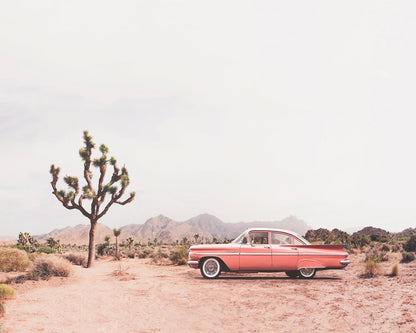 In The Desert