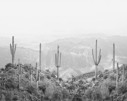 Western Cactus