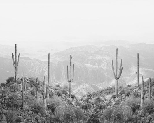Western Cactus